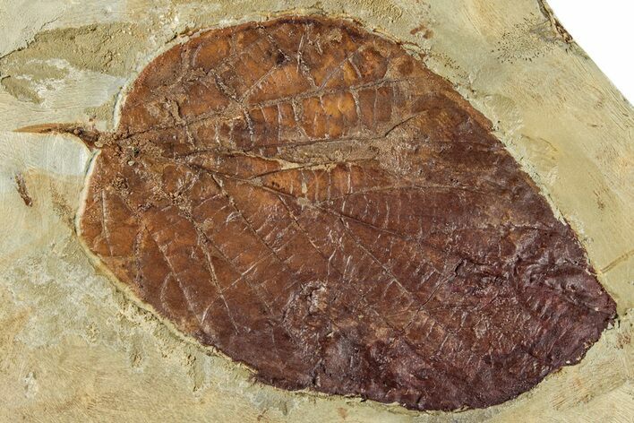 Fossil Leaf (Beringiaphyllum) - Montana #268288